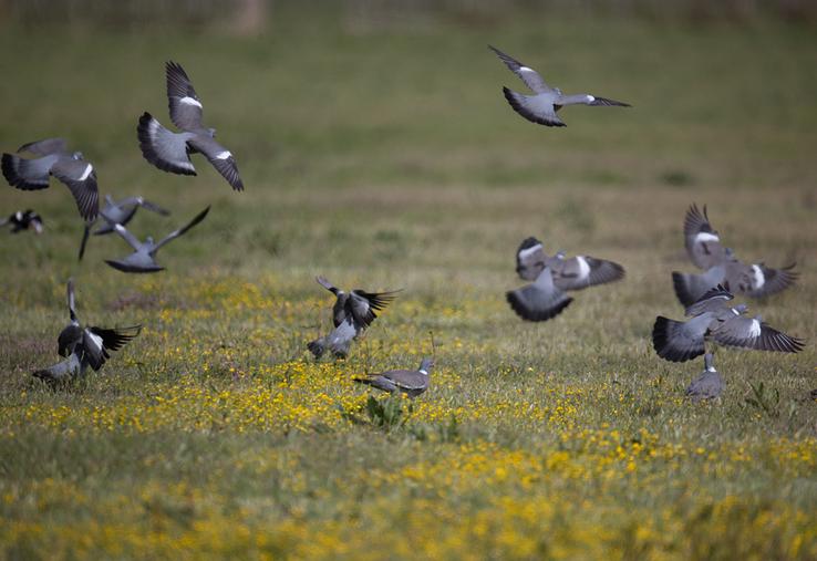 Le pigeon ramier, encore bien présent dans le département à cette période de l’année, peut se révéler comme  un beau gibier d’ouverture. 