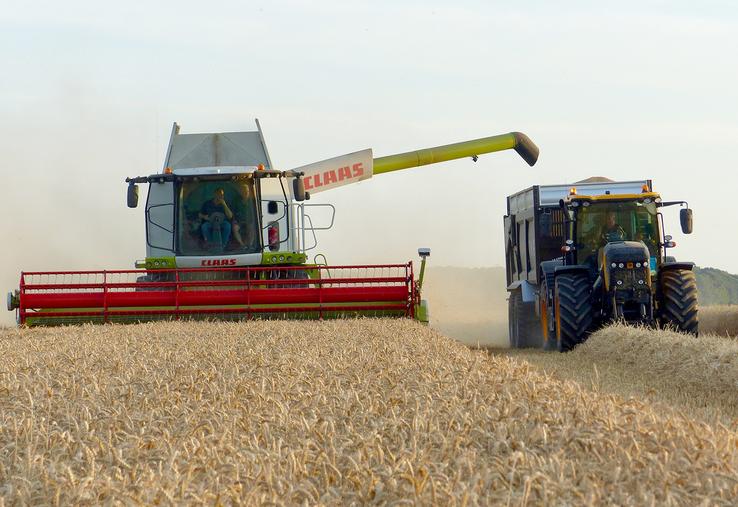 Selon les résultats d’essais conduits par la coopérative, les «meilleures» variétés n’ont offert qu’un modeste rendement  de 60 quintaux par hectare.