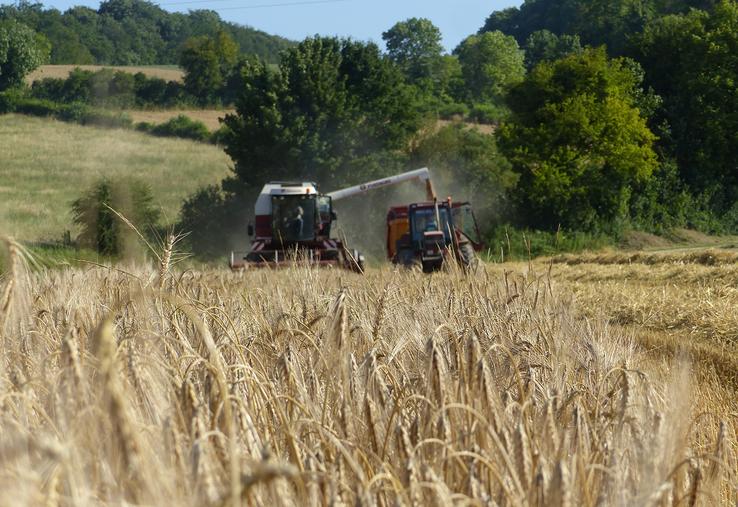 Du côté des céréales, compte tenu d’une mauvaise moisson 2024, la marge brute dégagée en le blé (719 €/ha) s’affiche «très en dessous de la moyenne 10 ans, qui est de 1 087 €/ha».