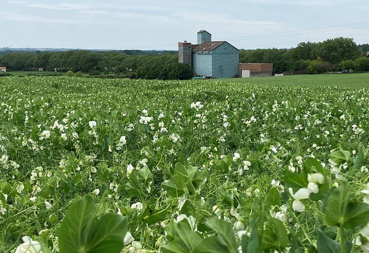 À noter que sur les trois dernières années, le pois d’hiver représentait entre 30 et 35 % des surfaces de pois au niveau national.