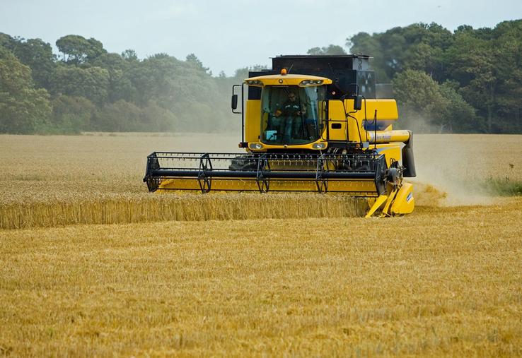 Le rendement attendu du blé tendre est finalement estimé à 61,5 quintaux par hectare (q/ha), contre 62,4 q/ha établis  dans sa note du mois d’août, ce qui abaisse la production à 25,75 millions de tonnes. 