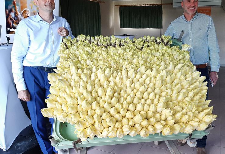 L’endive sera bien présente en 2024-2025 dans les bacs de forçage des producteurs et chez les distributeurs, mais la filière reste en recherche de solutions pour certaines étapes de la production. 