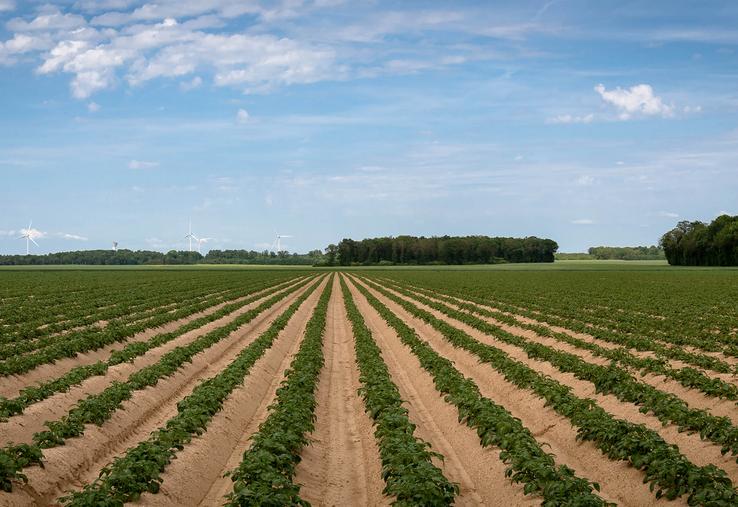 Pour l’UNPT, le retrait de la métribuzine «met tout simplement en danger l’avenir de la production de pommes de terre  en France et en Europe». 