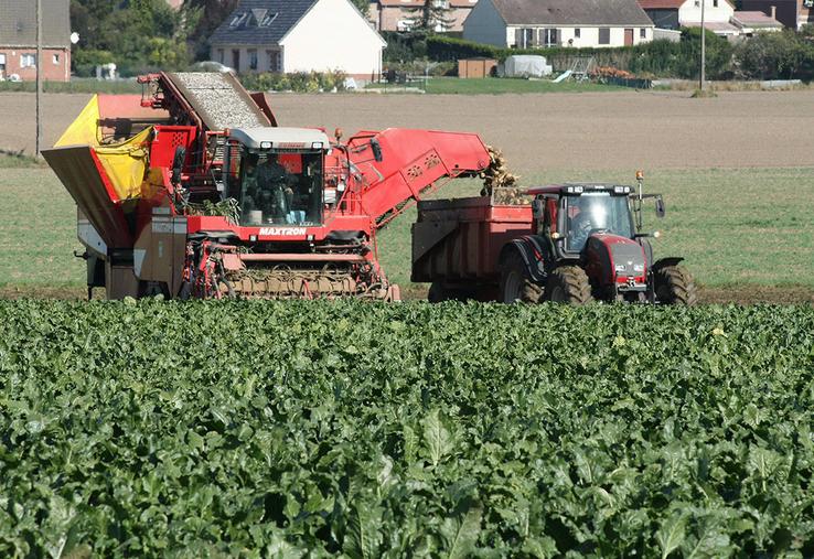 Début septembre, selon les prélèvements réalisés par la CGB de la Somme,  le niveau de richesse en sucre des betteraves était déjà «faible», à 16,3°. 