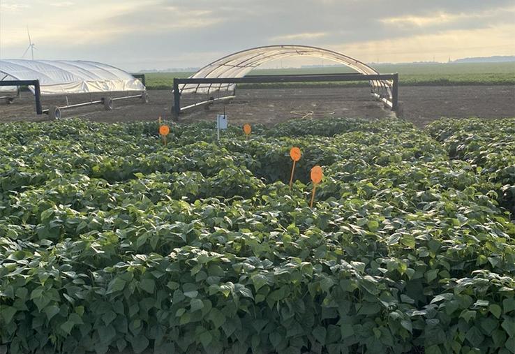 Variétés de haricots vert industriels Tobago et Compass étudiées dans un essai  à Berny-en-Santerre en 2024.