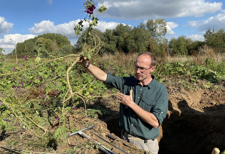 La Grande Mauve dont le système racinaire n’a pas cherché à gagner de la profondeur dans la parcelle d’essai  au sol argileux-limoneux.