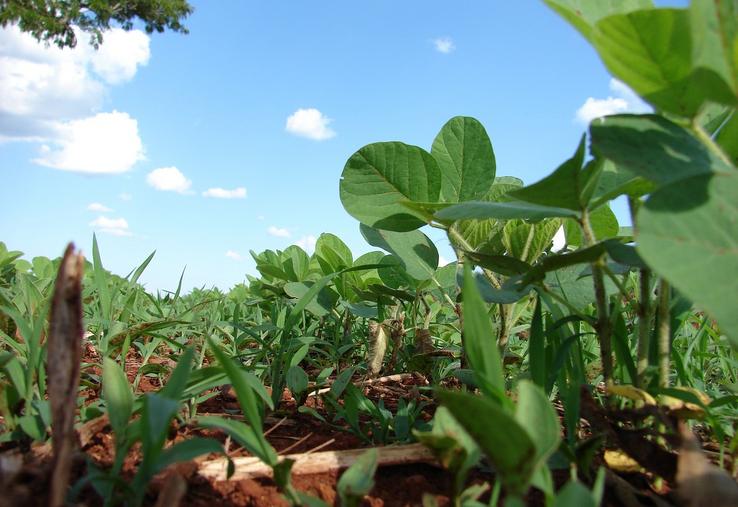soja Brésil lait Danone