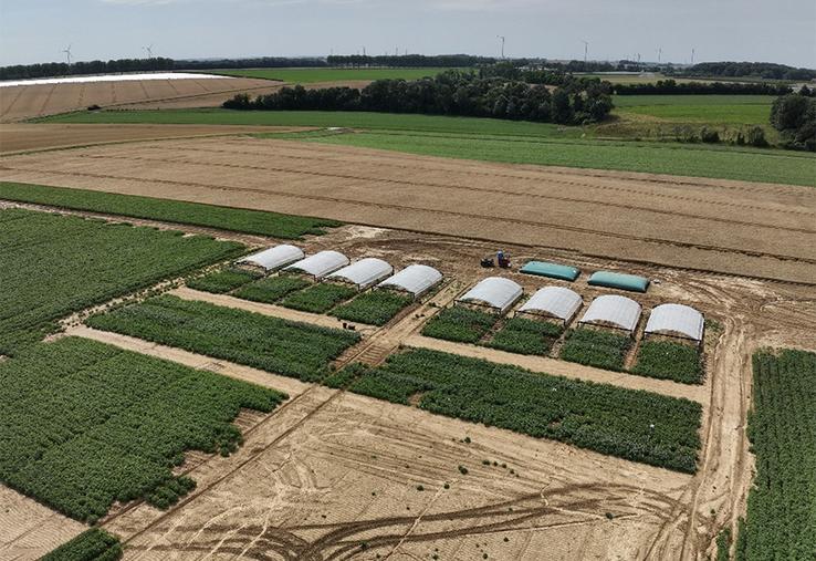 Plateforme expérimentale sur le stress hydrique en pommes de terre implantée  à Berny-en-Santerre en 2024.