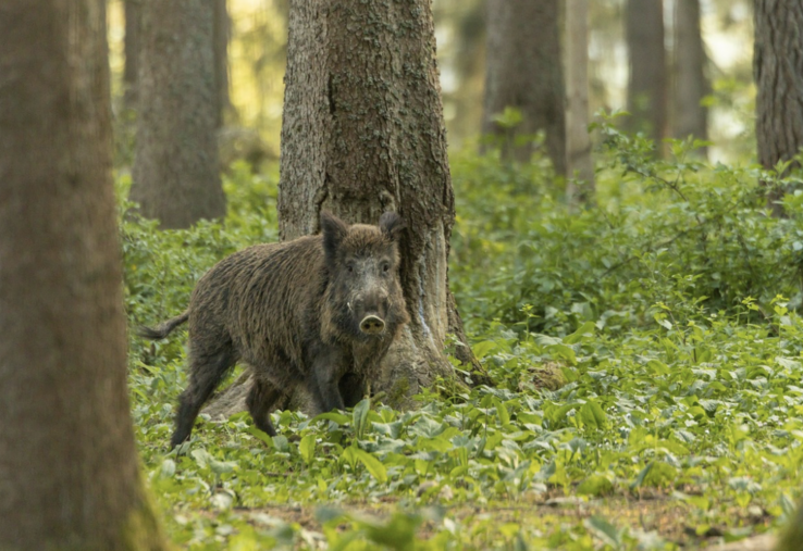 Sanglier chasse reportage