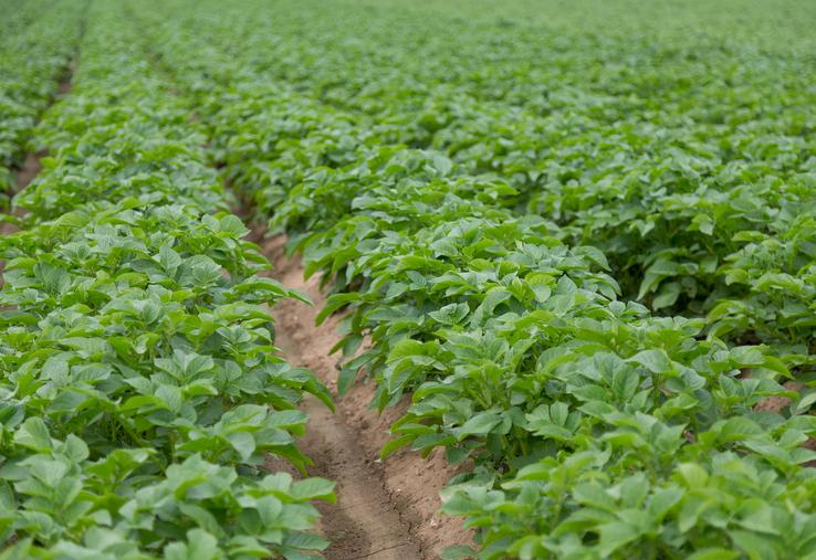 À l’occasion de sa journée technique «pommes de terre» organisée à Amiens le 21 novembre dernier, l’institut technique  est revenu sur le rôle des biostimulants et a présenté les travaux conduits autour de leur utilisation. 