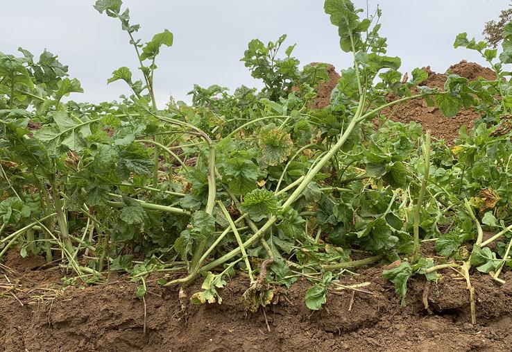 Pour bon nombre d’agriculteurs, la rémunération de la transition vers des pratiques agroécologiques n’est pas suffisante pour couvrir les risques. 