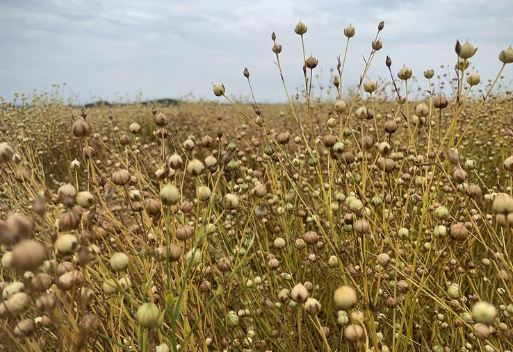 Un des exemples des effets du changement climatique : il induit un raccourcissement du cycle de culture déjà très court du lin fibre de printemps. 