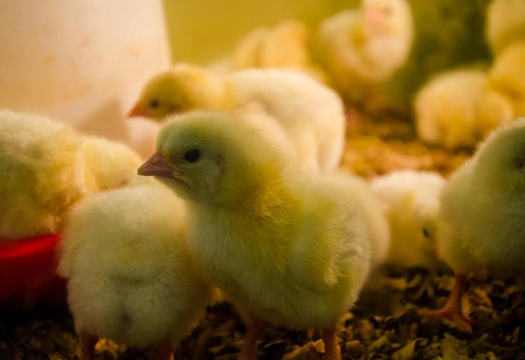 Ce statut «indemne» rouvre des possibilités d’exporter des œufs, poussins, viandes ou foie gras.
