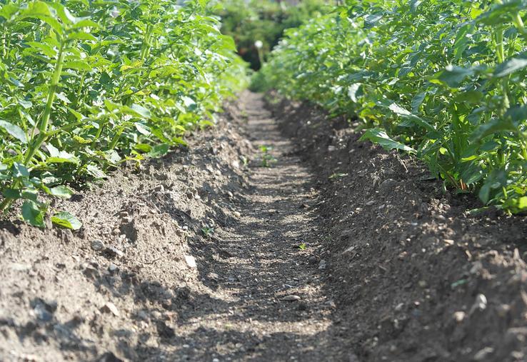 Pour le groupe pilote de Caix, l’objectif est de limiter la concentration en nitrate sous-racinaire à 50 mg NO3/l, sans impacter le revenu. 