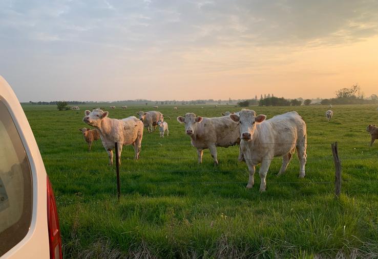 «La reproduction, c’est un ensemble de choses à considérer, dont l’alimentation, si l’on veut mettre toutes les chances de son côté», assure-t-on chez Gènes Diffusion.