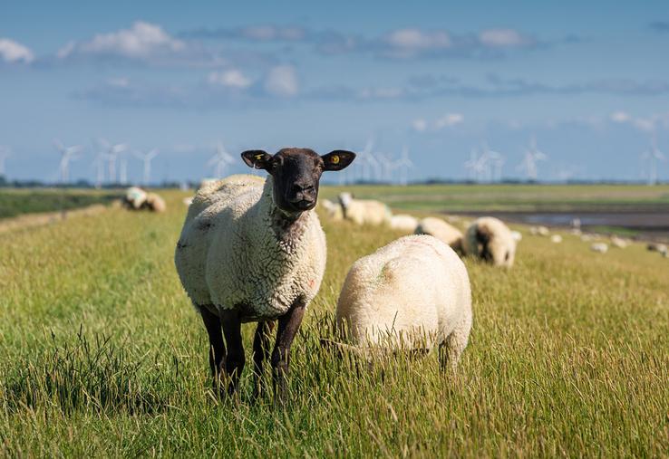 Avec le retour des températures douces au printemps prochain, les moucherons vecteurs de FCO-3 devraient reprendre  leur activité, et contaminer à nouveau les ruminants. 