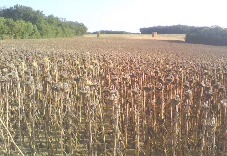 Les producteurs français de tournesol ont fait face à des conditions de semis  et de récolte très délicates, voire exceptionnelles en raison des conditions  météorologiques tout au long de la campagne.