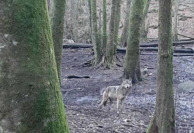 loup chasse Suède