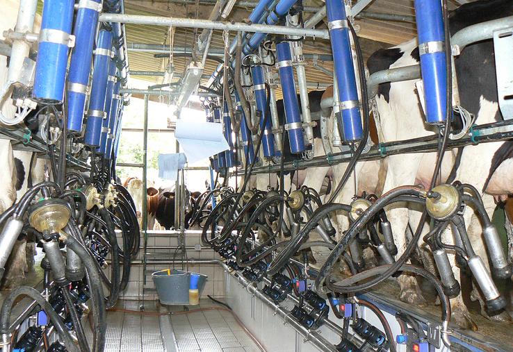 Les prix du lait progressent en Europe, mais les éleveurs français restent  confrontés à des défis sanitaires et climatiques.