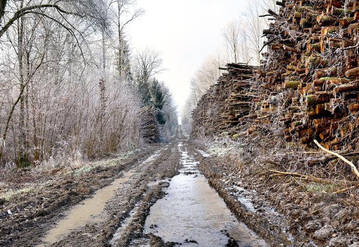 vols de bois Transylvanie