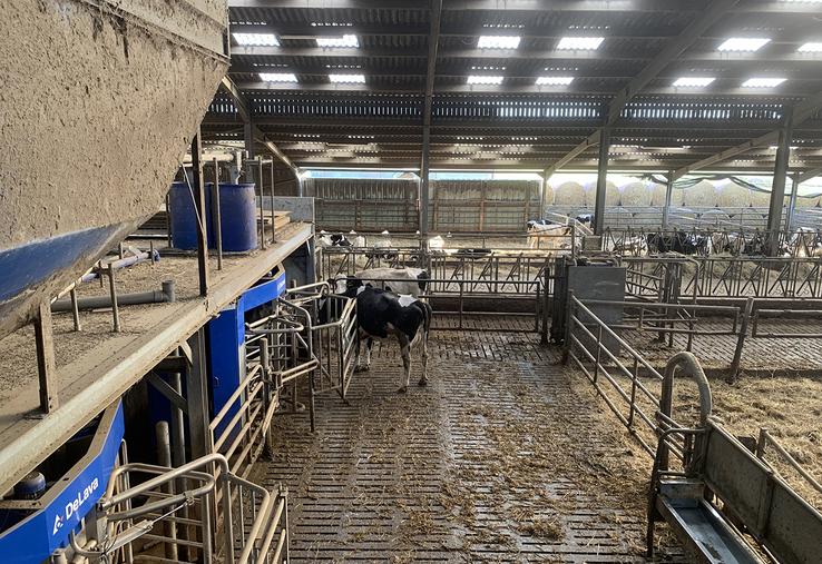 Un robot de traite offrirait un gain de temps de douze heures par vache et par an, par rapport à une salle de traite. 