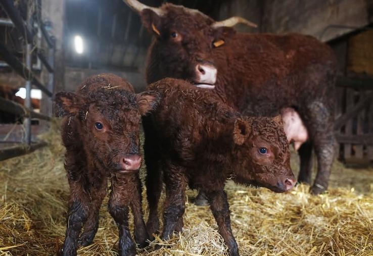 Ovalie salers vache SIA égérie