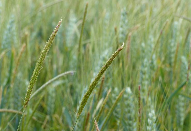 La gestion de la pression vulpin et ray-grass repose sur la combinaison de multiples leviers. 