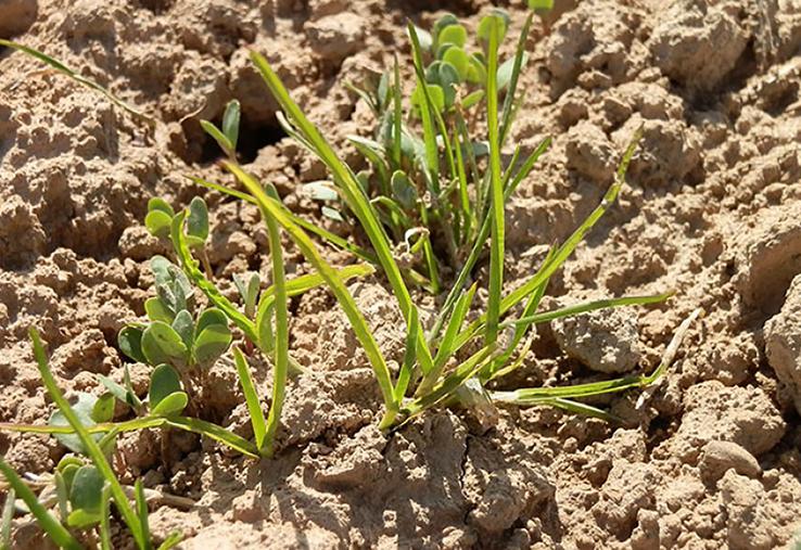 La nouvelle solution Colzamid cible les graminées et certaines dicotylédones.