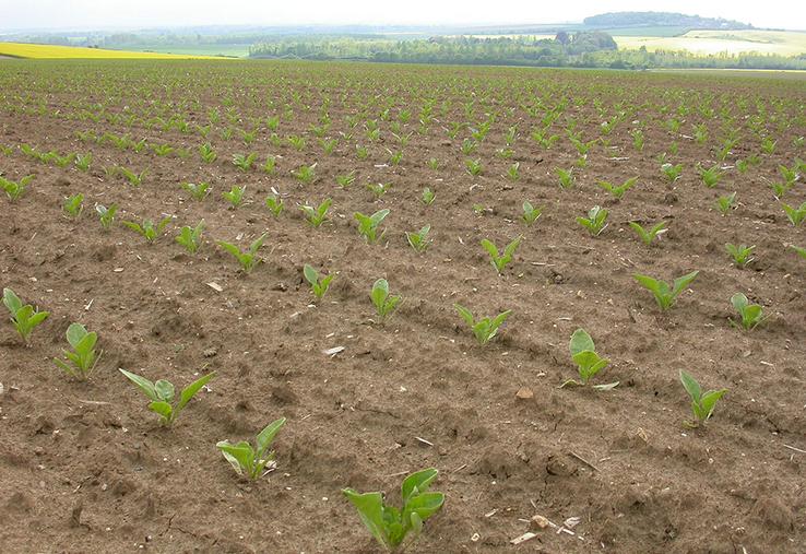 Le PNRI, complété par le PNRI-C conduit des expérimentations en plein champ  sur des fermes pilotes afin d’évaluer l’intérêt de solutions de lutte contre  la jaunisse de la betterave sucrière. 