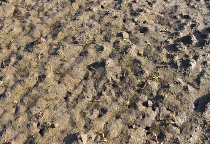 On constate des mouillères localisées, et même des parcelles entières qui végètent ou dépérissent. 