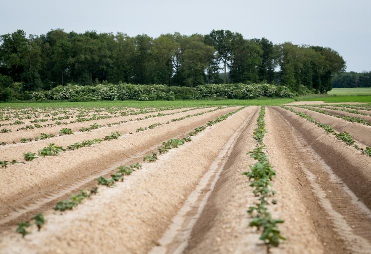 pommes de terre UNPT