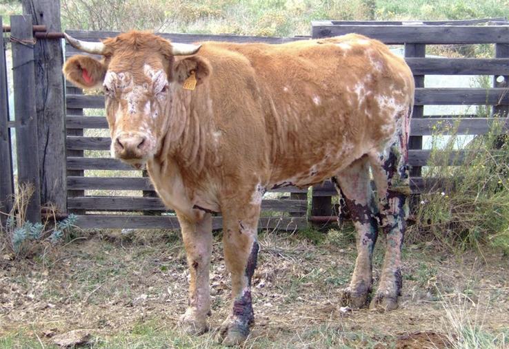 L’isolement des animaux infectés est le principal moyen de lutte contre la transmission du parasite. 