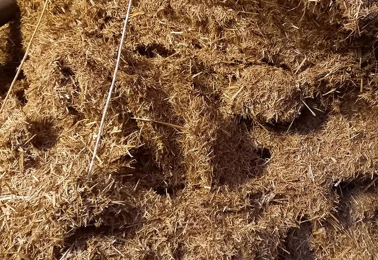 De la paille broyée pour travailler l'ingestion en début de lactation.
