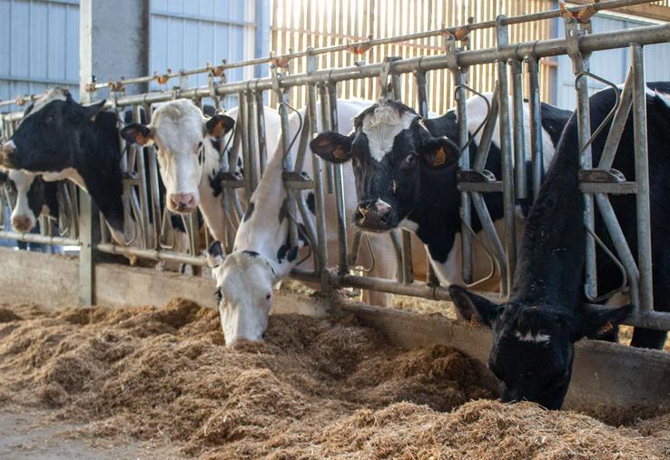 «Une vache qui produit 40 à 45 litres par jour réalise l’équivalent d’un marathon quotidien», rapporte Benoit Verriele,  conseiller en nutrition chez ACE.  