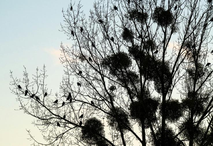 Les dégâts d’oiseaux sont un enjeu à plusieurs dizaines de millions d’euros.