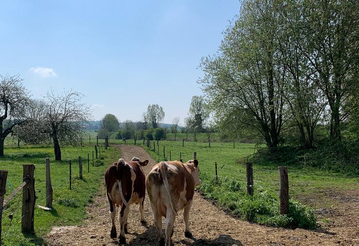 FCO 8 vaccination santé animale
