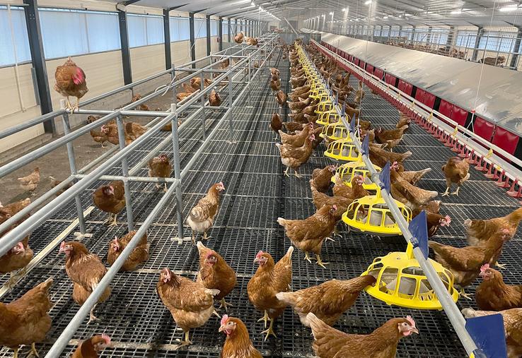 À l’échelle des Hauts-de-France, le département du Nord est celui qui compte le plus de sites d’élevages volaillers,  devant le Pas-de-Calais, la Somme, l’Aisne et l’Oise.