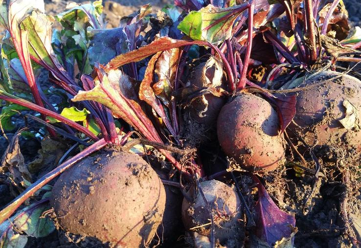 betterave rouge