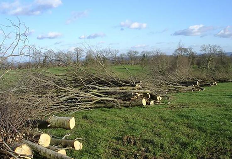 Sans hésitation, le débouché le plus courant pour le bois issu des exploitations agricoles est le «bois de chauffe».  À la Chambre d’agriculture de la Somme, on le qualifie volontiers de débouché «numéro 1». 