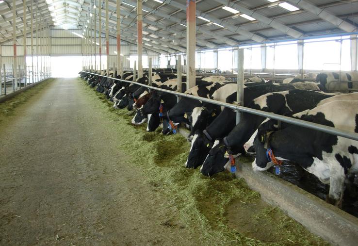 élevage laitier collecte 