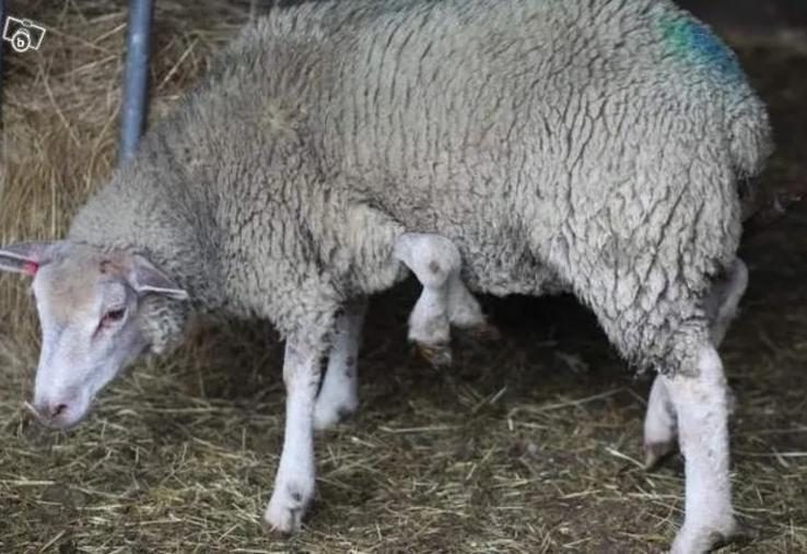poisson d'avril moutons baie de Somme