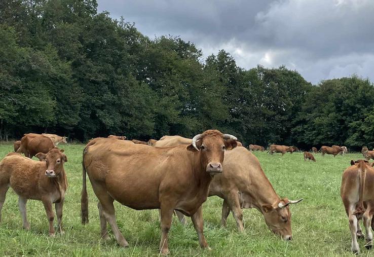 L’un des rôles de la section nord-Picardie du Herd-Book limousin est de rassembler des éleveurs passionnés pour rendre  la race limousine plus attractive. 