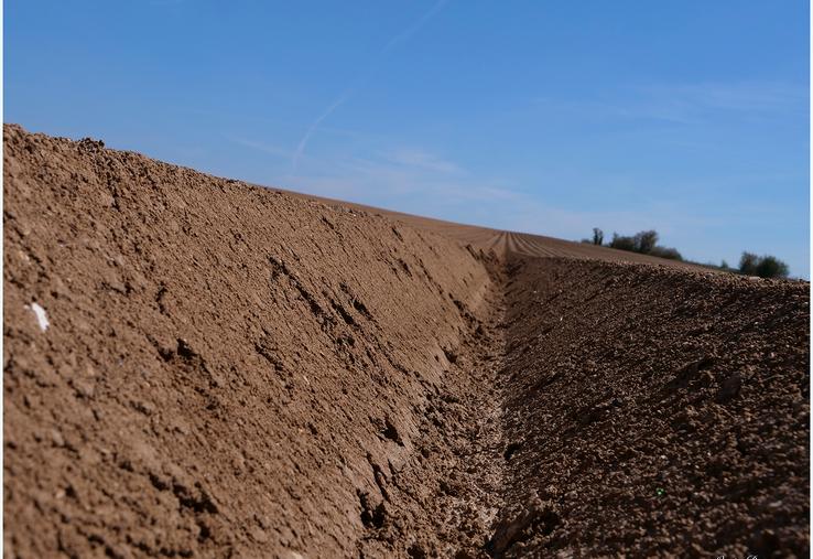 La hausse prévue des surfaces s’explique par la croissance de la demande, que ce soit au niveau national ou international, offrant des prix plus rémunérateurs aux producteurs.