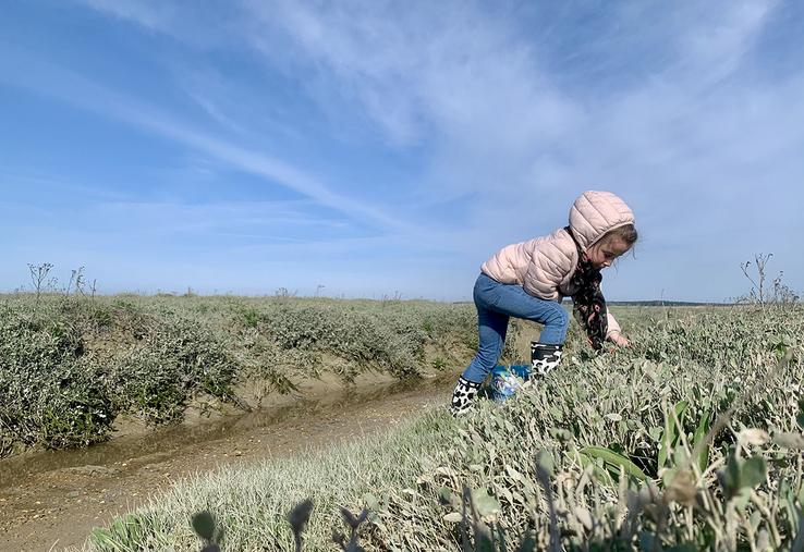 L’obione, ou chips de mer, se cueille feuille par feuille. 