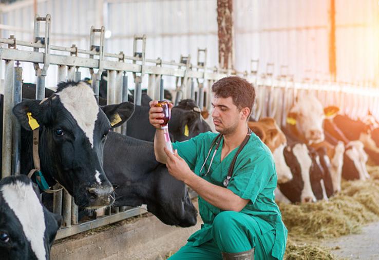 Les indemnisations des veaux morts-nés de 2024 sont confirmées,  mais l'incertitude demeure pour 2025.