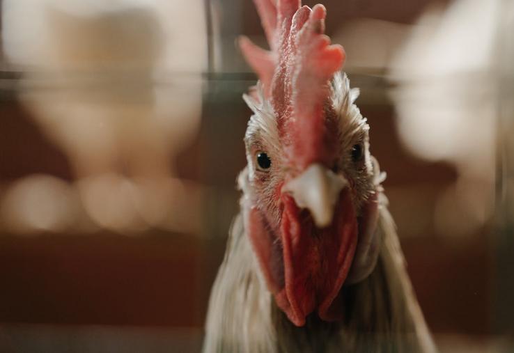 poules volailles prix CFA aviculture élevage