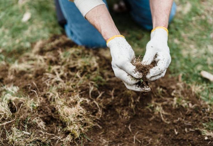 glyphosate Bayer Roundup 