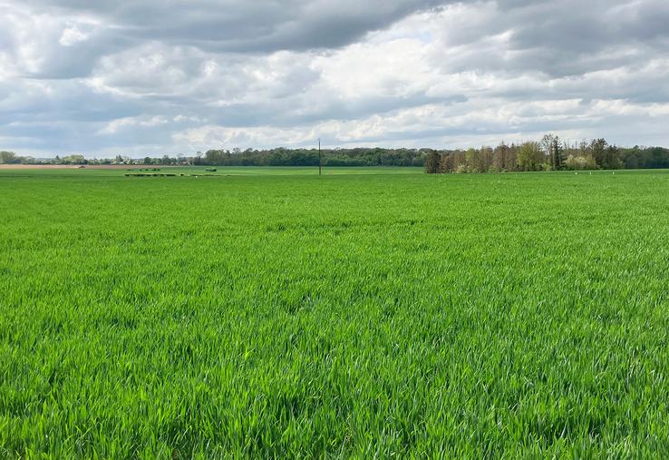 Au 20 avril, les blés sont généralement au stade 2 nœuds, soit environ 2-3 jours de retard par rapport à la médiane des dix dernières années. 