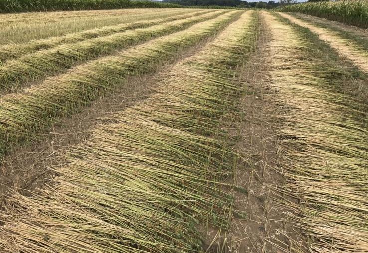 chanvre fibres textile Italie