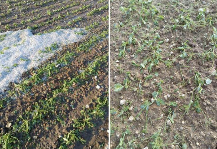 Une réunion d'information a été organisée le lundi 19 mai par la FDSEA de la Somme, en présence des compétences de la Chambre départementale d’agriculture de la DDTM et de Groupama, pour aider les agriculteurs touchés par les intempéries.